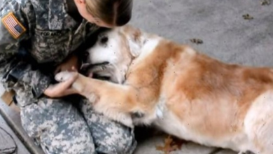 Photo of OId Dog Begins To ‘Cr.y’ When She Is Reunited With Her Best Friend Returning From The Army