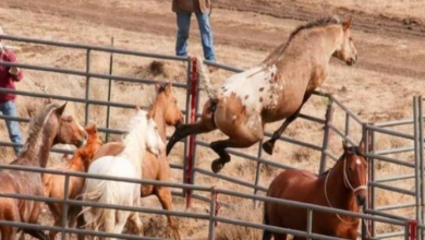 Photo of Wild Horse No Longer Sa.d After Reuniting With His Girlfriend After 2 Years