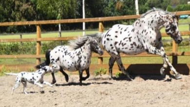Photo of Dalmatian Is The 3rd Wheel In A Family Of Horses