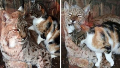 Photo of Cat Sneaks Into A Zoo And Becomes Friends With A Lynx