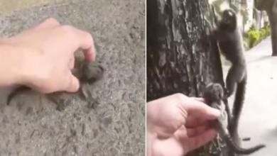 Photo of Man Rescues Baby Marmoset from Road and Returns Her to Her Mother