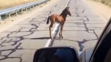 Photo of Man Saves A Ter.rifi.ed Foal That Had Become S.eparat.ed From Its Mother And Was Run.ning Into Traffic