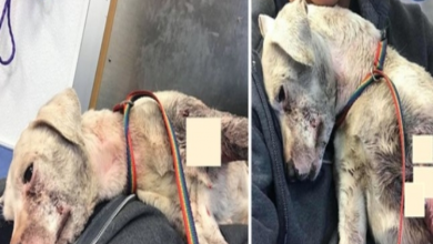 Photo of Severely Injured Dog Drags Herself Over To Jogger Who Finds Her