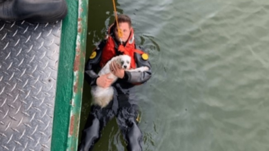 Photo of Man saved from river after ju.mpi.ng in to save his dog