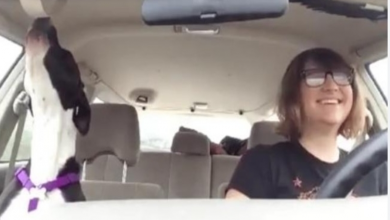 Photo of Woman and dog have normal car ride until dog starts performing its favorite song