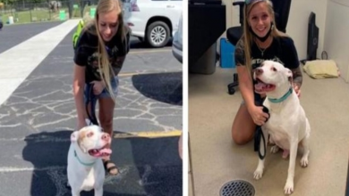 Photo of Florida Woman Drives 17 Hours To Reclaim Her Long-Lost Dog