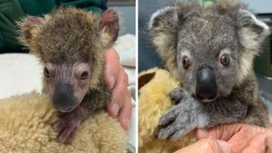 Photo of Koala Joey Was Saved By A Hero Dog, His Transformation Will Leave You Speechless