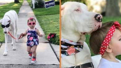 Photo of Little Girl And Her Disabled Dane Are The Best Of Friends