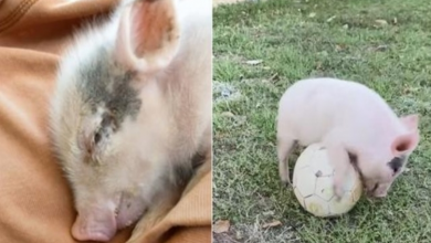 Photo of Women Raises Tiny Piglet and Finds Her the Perfect Forever Home