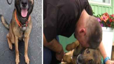 Photo of Dog Thrown From A Balcony Finds Love And Care With A War Veteran !
