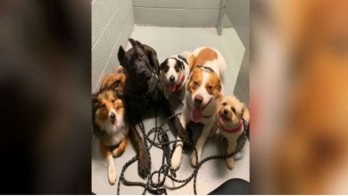 Photo of Dogs Obsessed With Their Mom So Much They Won’t Let Her Go To The Bathroom Alone