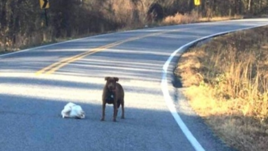 Photo of Dog Spotted With Frozen Thanksgiving Turkey Proudly Displays Her Find