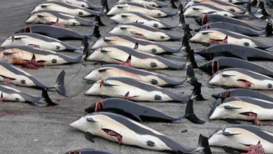 Photo of Yearly Whale Slaughter In Faroe Islands Leads To A Record Kill Of 1,400 Mammals