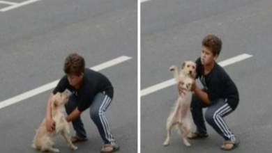 Photo of 11-year-old boy stops traffic to save injured dog hit by car