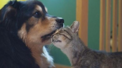 Photo of Feral Cat Howls for Weeks After Loss of Her Canine Friend Who Showed Her Love