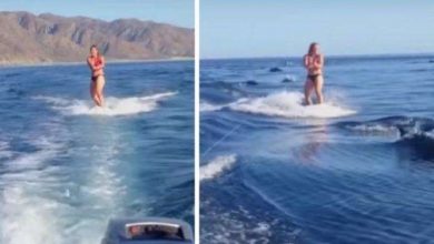 Photo of Woman Is Wakeboarding In Ocean When A Pod Of New Friends Joins Her