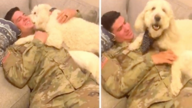 Photo of Dog Senses Soldier Dad’s Return Wit.hout Seeing Him, Goes Berserk & Smothers Him