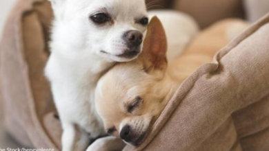 Photo of Abandoned Chihuahua Rescued from Dumpster Finds a New Beginning