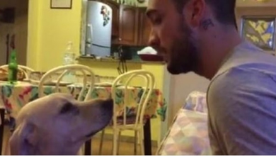 Photo of Man Scolds Guilty Dog, Then Doubles Over In Laughter At Dog’s Sudden “Sorry” Seen On Camera