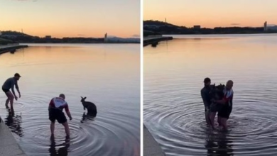 Photo of Two heroes rescue exhausted kangaroo from freezing lake in heartwarming footage