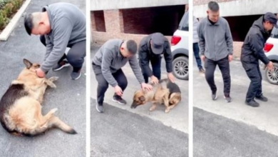 Photo of Former police dog ‘cries’ after reuniting with handler she hasn’t seen for years