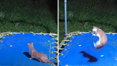 Photo of Baby Stoats Find A Trampoline And Have The Time Of Their Lives