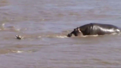 Photo of Hippo Swims Over To Drowning Baby Zebra And “Pushes” Him Towards The Rocks
