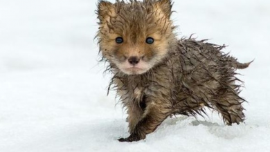Photo of Russian Miner Captures Stunning Photos Of Foxes In The Arctic Circle
