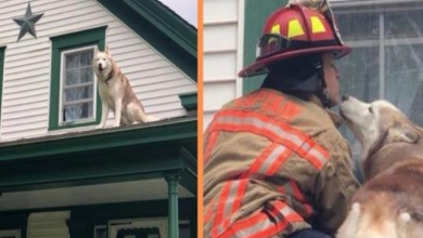Photo of As A Thank You For Rescuing Him, Husky Gives A Sweet Kiss To The Firefighter