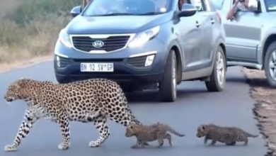 Photo of Momma leopard teaches cubs how to cross the road in adorable footage