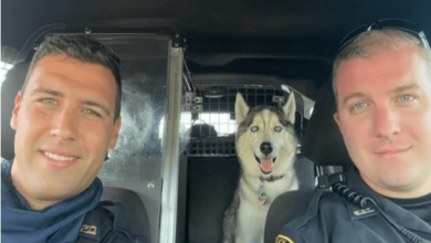 Photo of Police officers save dog from hot car after owner’s de.ath