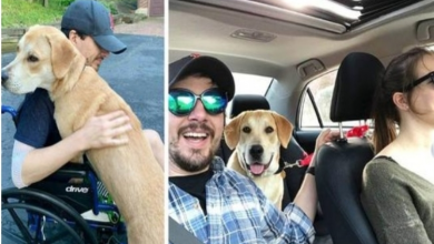 Photo of A Skydiving Accident Led This Couple To Their Perfect Rescue Dog