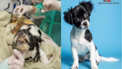 Photo of Stray Puppy Riddled With Cactus Prickles Gets Wonderful New Beginning