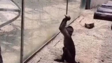 Photo of Zoo’s Visitor Sees Monkey Sharpening A Rock, Later It Uses It To Shatter Its Glass Enclosure