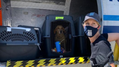 Photo of Animal Shelters Nationwide Flew and Drove Rescue Pets Out of Louisiana Ahead of Hurricane Ida