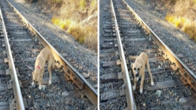 Photo of Man Finds Terrified Puppy Tied To Railroad Tracks And Realizes He Was Left On Purpose