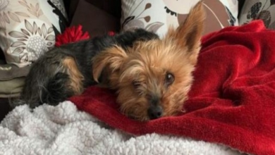Photo of Heroic Yorkie risking her life saves her human 10-year-old Lily from a coyote attack