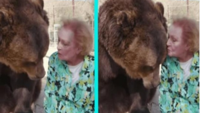 Photo of Famous actress and broadcaster Betty White feeds the giant bear marshmallows right from her hand at the Los Angeles Zoo