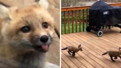 Photo of Baby Foxes Show Up At Grandmother’s Home And Choose To Make Her Patio Their Own Playground