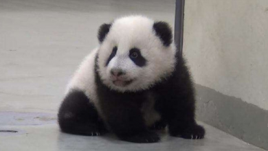 Photo of Curious Baby Panda Sneaks Away From Her Mom To Explore Her Surroundings