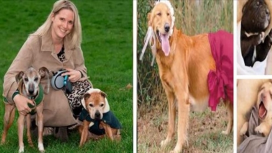 Photo of Starving Dogs Survive Without Food Or Water For Three Weeks After Owner Dies