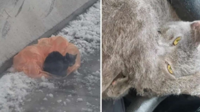 Photo of Kitten Rescued From Snowy Freeway Just Wants To Cuddle