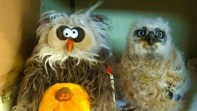 Photo of Orphaned Baby Owl Makes Friends With Toy Owl By Singing And Dancing To “Monster Mash”