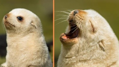 Photo of Extremely Rare Blonde Baby Seal Photographed Looking Very Happy