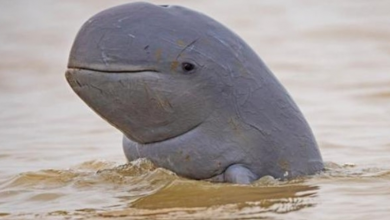 Photo of Rare Irrawaddy Dolphins Found In Indonesian Waters