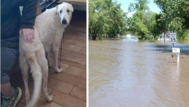 Photo of Dog Swims Through Floodwaters To Rescue Autistic Boy Clinging To Pole