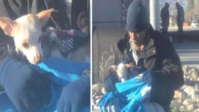 Photo of Homeless Man Finds Tiny Chihuahua Dumped On Side Of Highway And Jumps Into Action To Save Him