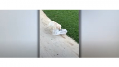 Photo of Tiny Labrador Struggles To Carry Newspaper Twice Her Size