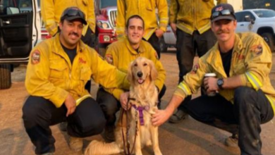Photo of Therapy Dogs Bring Moments of Peace to Firefighters Battling California’s Caldor Fire