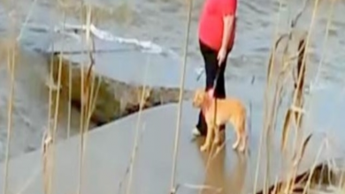 Photo of Woman caught repeatedly pushing puppy into lake, authorities refuse to take action